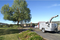 tree service arborist stump root thin lace shape palm crown reduction cut san diego professional licenced insured bonded affordable competitive bid quote work frond skin trim trimming prune consultation safety recommendation clearing removal leaves berries seeds cones flush maintenence yearly company referal discount healthy advise appraisal value view clearance sick educated business skinned flightless bark disease climb cleanup complete artistic crown